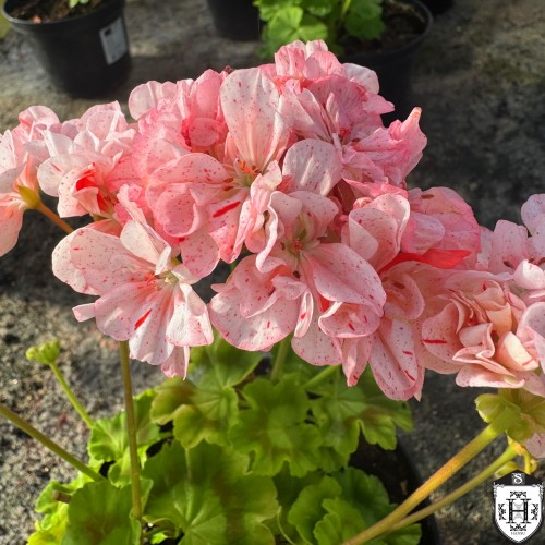 Pelargonium 'Elmsett' - Pelargoon 'Elmsett' P9/0,55L